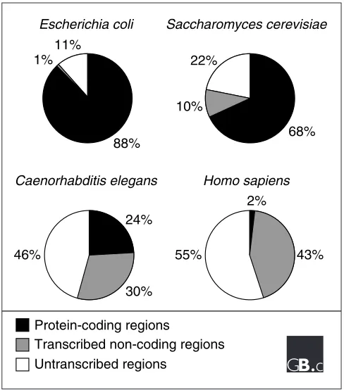 Figure 1Ratios of the protein-coding, non-coding, and untranscribed sequences in