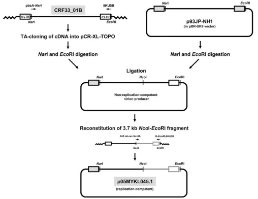 Figure 1. Outline for constructing a replication-competent DNA clone of HIV-1 CRF33_01B (p05MYKL045.1)