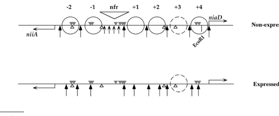 FIG. 1. Nucleosome positioning in the niiA-niaDfrom a previous publication (41). Numbering of AreA and NirA sites throughout this article is from the left (niaDby a dashed circle, since the absence of MNase cuts in this region does not allow us to determin