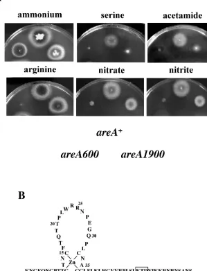 FIG. 2. In vivo phenotype of areA1900position of each strain in the plates is indicated below the growth tests.termination mutation (35)