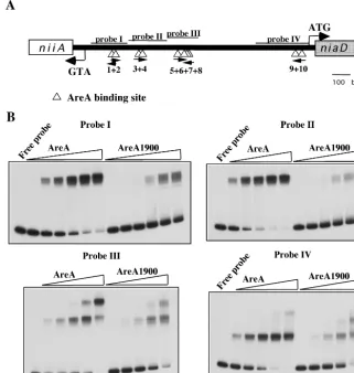 FIG. 4. AreA and AreA1900 binding to different probes from the niiA-niaintergenic region