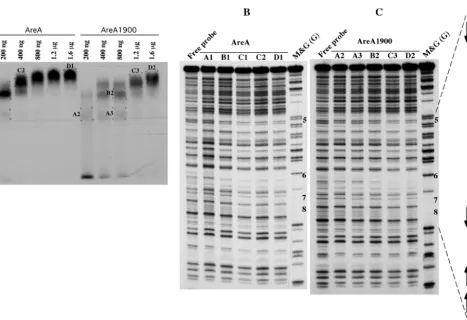 FIG. 5. DNase I protection of the niiA-niaDniaDgel retardation assay from which the DNA-protein complexes were excised (see Materials and Methods)
