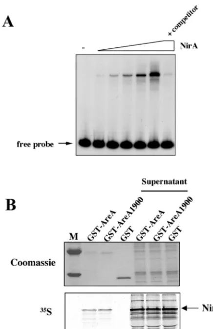 FIG. 6. In vitro interaction of the full-length NirA protein with theDNA-binding domain of AreA