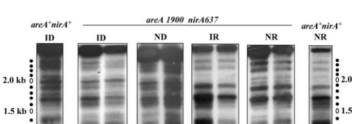 FIG. 7. Chromatin structure of the niiA-niaDwild-type (conditions has already been published, (41) and is included here as a necessary control