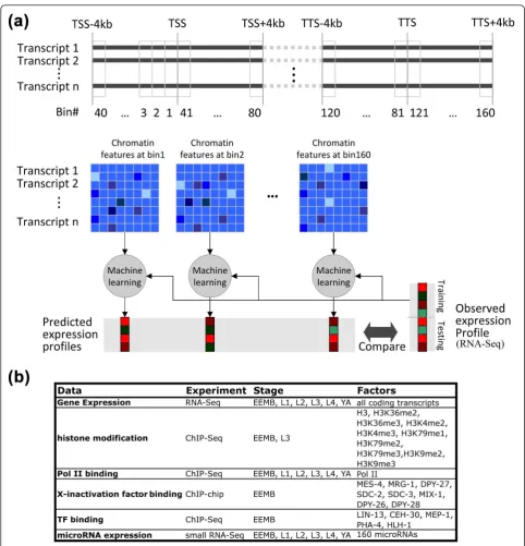 Figure 1 Schematic diagram of our data binning and supervised analysistranscription terminal site (TTS) of each transcript were separated into 160 bins of 100 bp in size