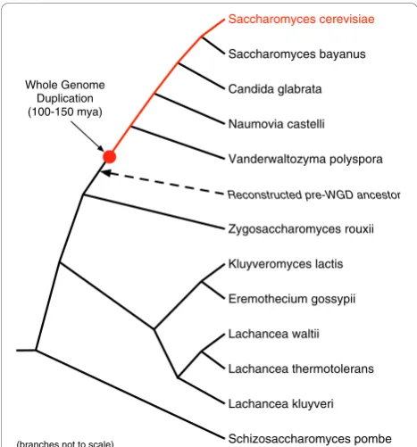 Figure 1 Yeast species tree. We analyzed functional attributes and