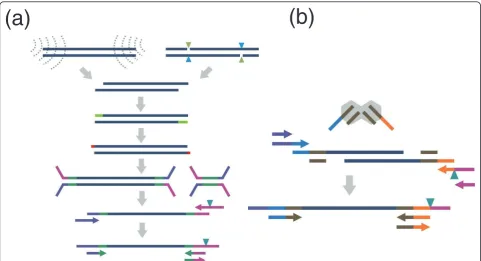 Figure 1 Methods for constructing in vitro fragment libraries. (a) In the conventional protocol, mechanical or endonuclease fragmentation isfollowed by end-polishing, A-tailing, adaptor ligation and PCR