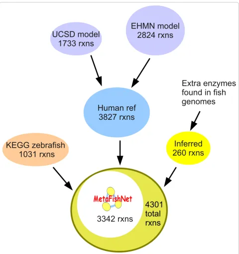Figure 2 Data integration at reaction level for MetaFishNet. The UCSD and EHMN models were merged into a human reference network,which was then merged with the KEGG zebrafish model and newly inferred reactions based on genome sequences