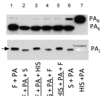 FIG 1Serum-mediated digestion of rPA83 produces a truncated PAwas used to detect both the normal and truncated PAPAindicating that truncation is distinct from furin digestion