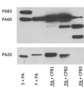 FIG 3 Mass spectrometry of the serum-truncated PA20 fragment. The predicted size of the fragment tothe SNSS amino acid sequence is 23,588 Da (thick arrow), a difference of 12 Da or 0.06% compared with