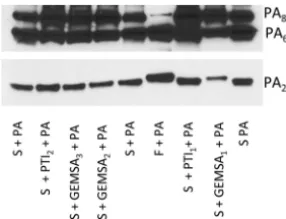 FIG 5 GEMSA, but not PTI, prevented truncation of PAPTI at concentrations as high as 1.25 mg/ml (PTI1) failed to inhibit serum-mediated truncation of PAGEMSA (GEMSA1; 500not prevent serum-mediated truncation of PA20