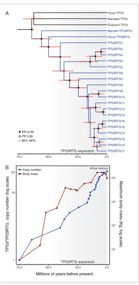 Figure 4. TP53RTG copy number is correlated with body size evolution in Proboscideans