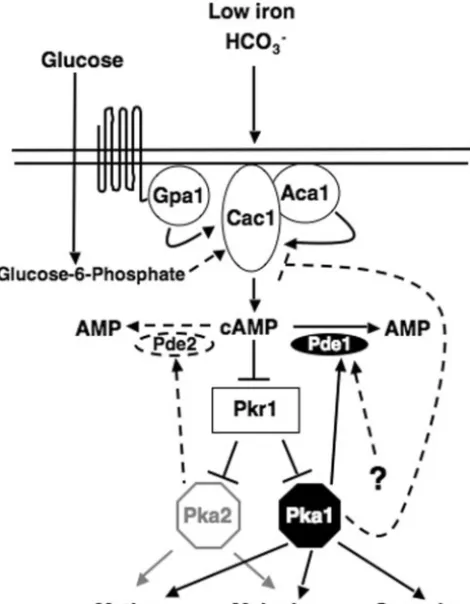FIG. 1. Model for the role of Pde1 and Pde2 in the cAMP signalingcascade. Virulence factor production is regulated by the cAMP-depen-