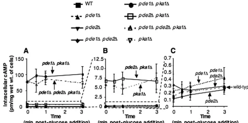 FIG. 5. pde1in a serotype A wild-type (H99) strain and the(JKH63),higher levels of cAMP than any of the other strains, and the scale for the data shown in panel A was expanded to illustrate this (B)