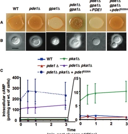 FIG. 6. Elimination of a PKA phosphorylation site results in a loss of Pde1 activity and increased cAMP levels in a pka1introduced into theSite-directed mutagenesis was utilized to eliminate the single PKA phosphorylation site in Pde1 ((H99) and thepka1cap