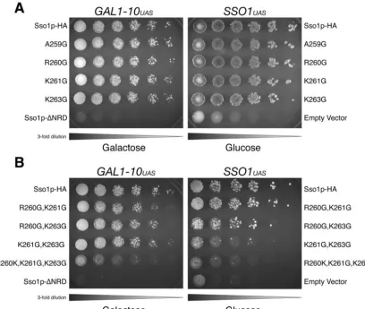 FIG. 6. In vivo effects of single, double, and triple point mutations in the Sso1p juxtamembrane region