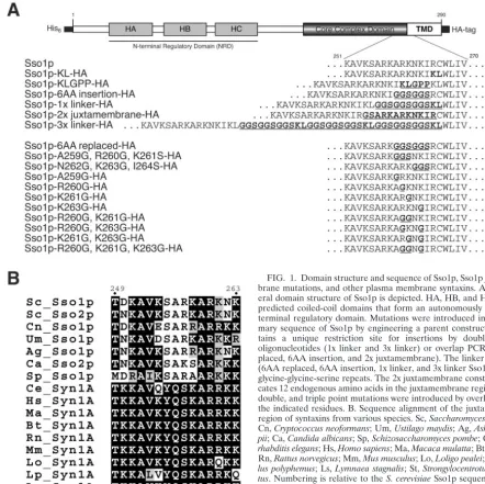 FIG. 1. Domain structure and sequence of Sso1p, Sso1p juxtamem-brane mutations, and other plasma membrane syntaxins