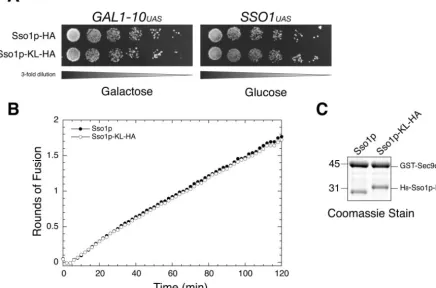 FIG. 2. Conversion of R265 and C266 to KL does not affect Sso1p function. A. Growth on 5-FOA