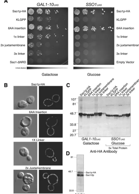 FIG. 3. Effects of insertions in the Sso1p juxtamembrane in vivo. Constructs containing Sso1p insertion mutations described in Fig