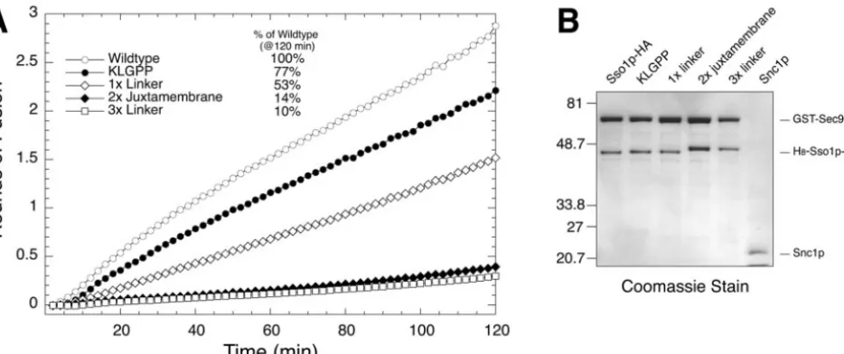 FIG. 4. In vitro fusion reactions with recombinant Sso1p juxtamembrane insertions. A. Kinetic fusion assay comparing different acceptort-SNARE liposomes containing t-SNARE complexes composed of GST-Sec9c and the indicated Sso1 protein