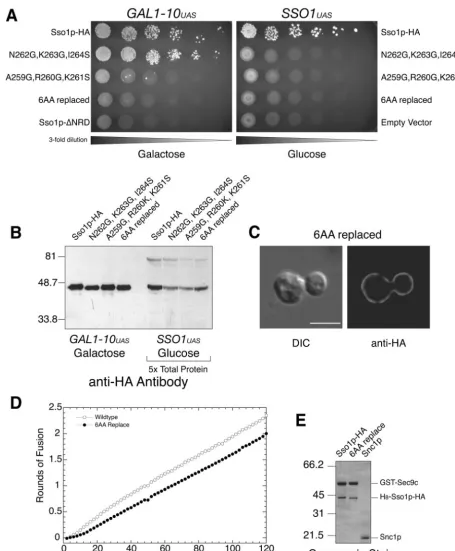 Fig. 1 were assayed for in vivo function by plasmid shufﬂing. Growth on 5-FOA. Left: threefold serial dilutions of JMY303 (Sso1p-HA), JMY373FIG