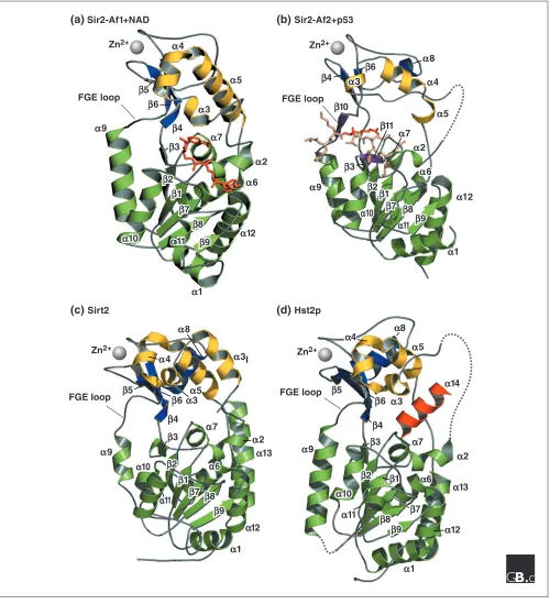 Figure 2Three-dimensional high-resolution crystal structures of four sirtuin proteins