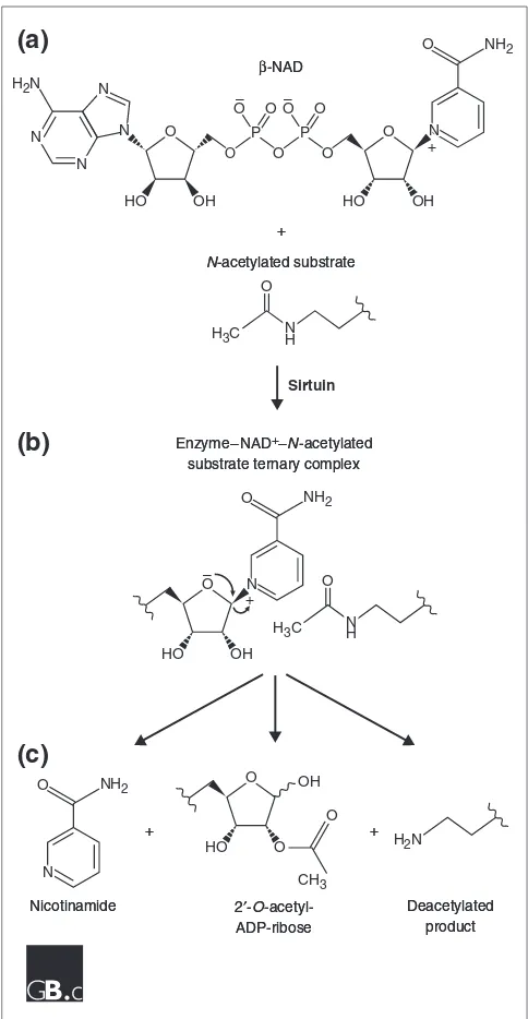 Figure 3 The enzymatic activity of sirtuins.during the enzymatic reaction, the nicotinamide is expelled from boundNAD to generate an oxocarbonium-like transition state in which thecarbonyl oxygen of the acetyl group attacks the C1 carbon of ADP