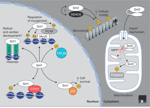 Figure 4Localization and functions of the human sirtuins Sirt1, Sirt2 and Sirt3. Sirt1 is found in the nucleus; it associates with several partners and targets for