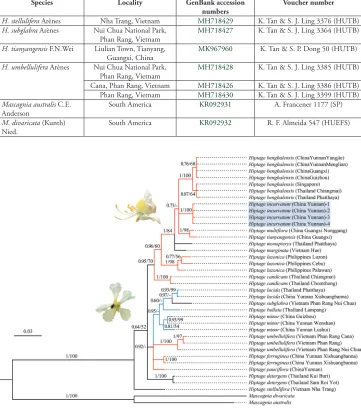 Figure 1. Molecular phylogeny for 17 species of Hiptage and two Neotropical outgroups based on ITS sequences