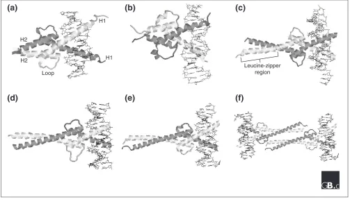 Figure 1Representative structures of bHLH proteins from the Protein Data Bank [22]. In each diagram, the protein is shown as a secondary-structure cartoon