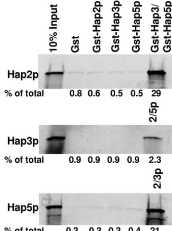 FIG. 1. The Hap2p/Hap3p/Hap5p heterotrimer assembles via aone-step mechanism. Protein-protein interaction studies were per-
