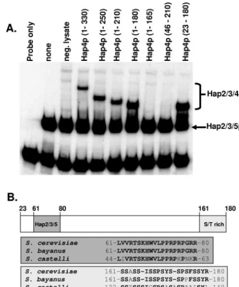 FIG. 3. Minimal domain of Hap4p necessary for association withthe Hap2p/Hap3p/Hap5p-DNA complex