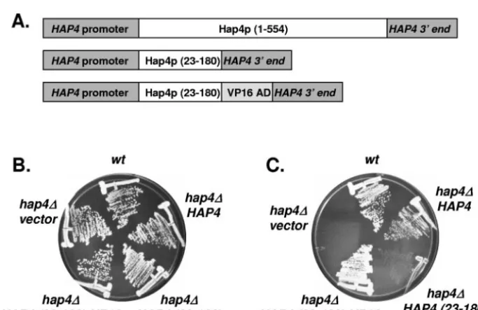 FIG. 4. One Hap4p molecule is present in the Hap2p/Hap3p/Hap4p/Hap5p-DNA complex. DNA mobility shift assays were per-