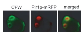 FIG. 2. Pir1p localizes inside the chitin ring. The chitin rings of budscars were stained with CFW (A) or FITC-WGA (B)