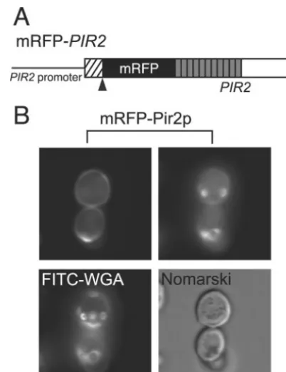 FIG. 5. (A) mRFP-PIR2region cleaved by Kex2p protease after translation (hatched box), thecleavage site recognized by Kex2p protease (triangle), the 11 units ofthe repetitive sequence (shaded boxes), and the mRFP gene (blackbox)
