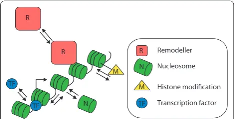 Figure 1. Dynamic chromatin. Chromatin consists of arrays of nucleosomes (N) with a number of dynamic features such as nucleosome position, histone-variant composition of nucleosomes, post-translational modifications of histones, as well as the binding of 