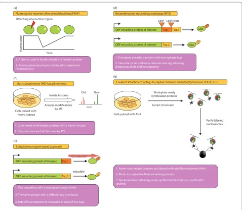 Figure 2. Methods for investigating chromatin dynamics. the fluorescence of a chromatin protein in a discrete region of the nucleus
