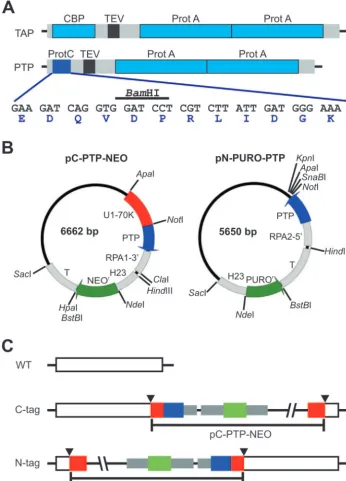 FIG. 1. PTP tagging. (A) Schematic delineation (to scale) of the TAP and PTP tags. The ProtA and CBP epitopes of the original TAP tag are drawnin light blue, the TEV protease site is black, and spacer sequences are gray
