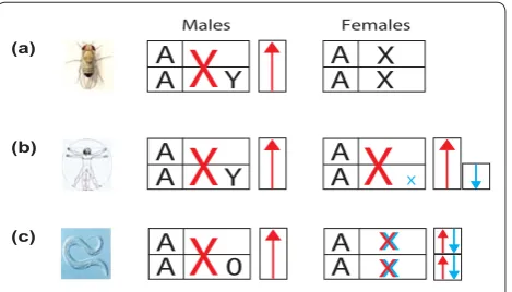 Figure 1. Schematic representation of different dosage-compensation systems. (a) Drosophila melanogaster, (b) Homo sapiens, (c) Caenorhabditis elegans