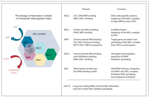 Figure 2. The Drosophila melanogaster male dosage-compensation complex. The complex, called the MSL complex in Drosophila, consists of five proteins (MSL1, MSL2, MSL3, MOF, MLE) and two non-coding roX RNAs