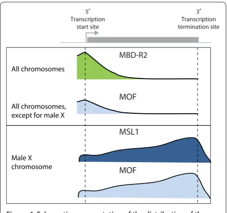 Figure 4. Schematic representation of the distribution of the key regulators of dosage compensation on a target gene in figure, with the arrow representing the transcription start site