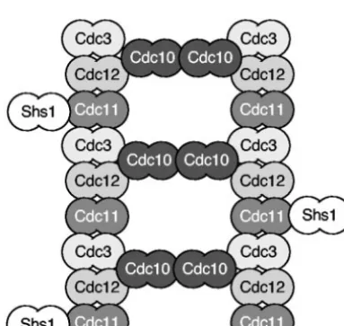 FIG. 2. Model for septin ﬁlament assembly. Recent students pre-dict that septin proteins assemble into ﬁlaments based on a repeating