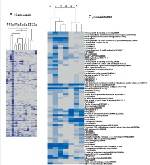 Figure 7 Hierarchical clustering of transcripts defined as being differentially expressed under iron limitation (FL) inalong with the hierarchical clustering of corresponding orthologs expressed under iron limitation (FL) inlevels are shown in an increasin