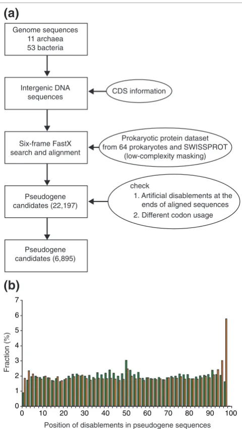 Figure 1Pseudogenes in prokaryotesreduce false-positive results introduced by artificial disablement or by positions in pseudogenes, which were normalized on a 100-residue scale based on ratios of the distances from starting residues to disablements to The