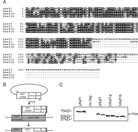 FIG. 1. A. Alignment of yeast, Drosophila, and human Asf1 proteins, showing conserved and nonconserved regions of the Asf1 gene, whereblack represents identical residues and gray represents conserved residues