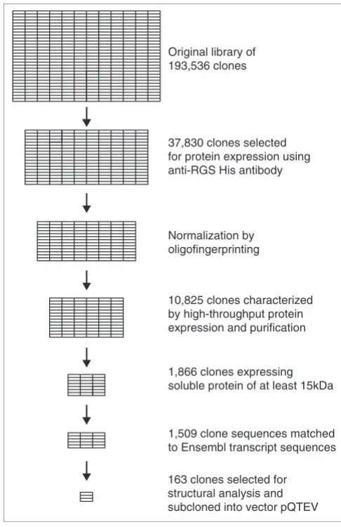Figure 1Flow chart of hEx1 library analysis
