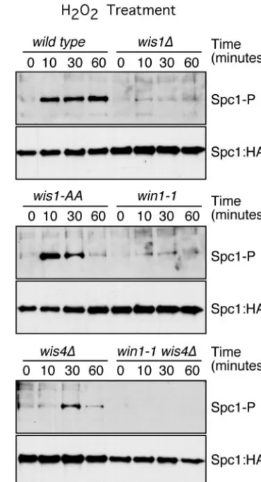 FIG. 4. Roles of Wis1, Win1, and Wis4 in the transmission of thehydrogen peroxide signal