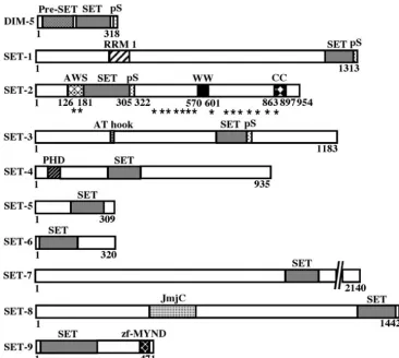 FIG. 1. Domain organization of DIM-5 and other putative SET proteins of Neurospora crassacrassa(NCU09495.2);codons (indicated by asterisks) at positions 173, 178, 395, 410, 446, 485, 491, 553, 562, 595, 615, 617, 621, 639, 685, 723, and 787, and amino acid