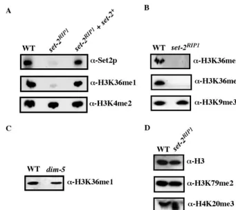 FIG. 3. set-2andusing crude nuclear protein from the wild-type (N150), aFlag-tagged(N150) andRIP1 mutant lacks SET-2 and H3 lysine 36 methylation