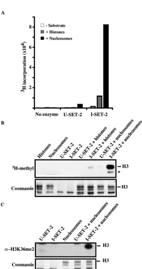 FIG. 4. SET-2preferentiallytion was analyzed by the ﬁlter-binding assay (47). (B) Reaction prod-ucts from HMT assays containing recombinant SET-2 from uninduced(U-SET-2) or IPTG-induced (I-SET-2) bacterial lysates, with chickencore histones or oligonucleos